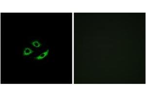 Immunofluorescence (IF) image for anti-Olfactory Receptor, Family 4, Subfamily C, Member 12 (OR4C12) (AA 260-309) antibody (ABIN2891002) (OR4C12 Antikörper  (AA 260-309))