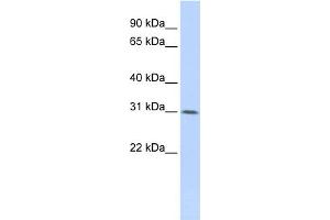 WDR33 Antikörper  (Middle Region)