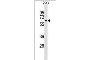 NCOA4 Antibody ABIN1539863 western blot analysis in 293 cell line lysates (35 μg/lane). (NCOA4 Antikörper)