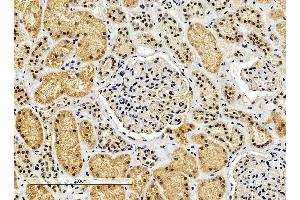 ABIN2562421 (4µg/ml) staining of paraffin embedded Human Kidney. (ENOX2 Antikörper  (Internal Region))
