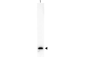 Western Blot of Anti-GFP (MOUSE) Monoclonal Antibody Biotin Conjugated antibody. (GFP Antikörper  (AA 246) (Biotin))