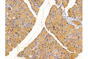 ABIN7094807 and ABIN7098858 at 1/100 staining Rat stomach tissue by IHC-P.