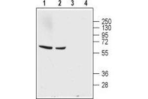 Western blot analysis of rat (lanes 1 and 3) and mouse (lanes 2 and 4) brain lysates:1,2. (GABA Transporter 1 (GAT1) Peptid)