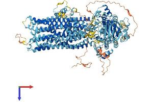 ABCC11 Protein (AA 1-1382) (His tag)