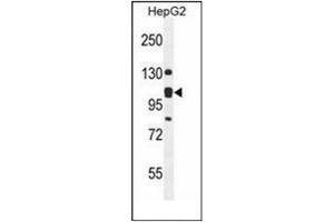 Western blot analysis of KIAA0090 Antibody (C-term) in HepG2 cell line lysates (35ug/lane). (KIAA0090 Antikörper  (C-Term))