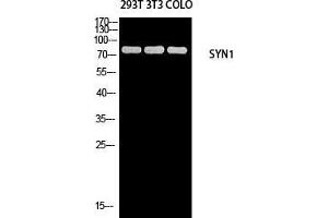 Western Blot (WB) analysis of 293T 3T3 COLO205 using SYN1 antibody.