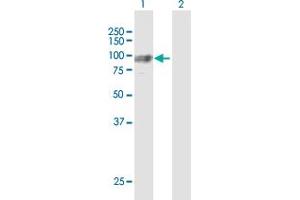 Western Blot analysis of GNS expression in transfected 293T cell line by GNS MaxPab polyclonal antibody. (GNS Antikörper  (AA 1-552))