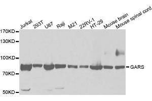 Western Blotting (WB) image for anti-Glycyl-tRNA Synthetase (GARS) antibody (ABIN1876623)