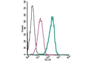Cell surface detection of GABA(A) δ Receptor by indirect flow cytometry in live intact human THP-1 monocytic leukemia cells: (black line) Cells. (GABRD Antikörper  (Extracellular))