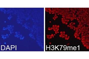 Immunofluorescence analysis of 293T cell using H3K79me1 antibody.