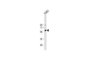 Western Blotting (WB) image for anti-Cyclin B1 (CCNB1) (AA 381-411), (C-Term) antibody (ABIN655054)
