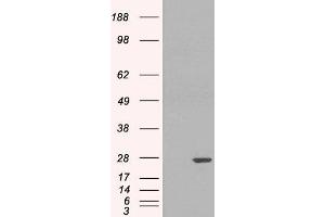 HEK293 overexpressing GSTP1 (ABIN5434700) and probed with ABIN185418 (mock transfection in first lane).