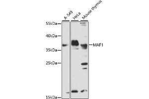 Western blot analysis of extracts of various cell lines, using MAF1 antibody. (MAF1 Antikörper)