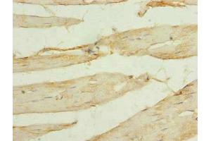 Immunohistochemistry of paraffin-embedded human skeletal muscle tissue using ABIN7175519 at dilution of 1:100 (Vinexin Antikörper  (AA 1-329))