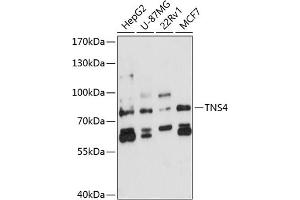 Western blot analysis of extracts of various cell lines, using TNS4 antibody (ABIN6129139, ABIN6149374, ABIN6149375 and ABIN6224770) at 1:3000 dilution. (Tensin 4 Antikörper  (AA 380-520))
