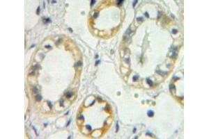 Used in DAB staining on fromalin fixed paraffin-embedded kidney tissue (TREH Antikörper  (AA 237-420))