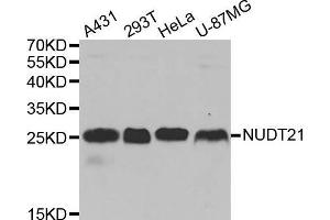 Western blot analysis of extracts of various cell lines, using NUDT21 antibody. (NUDT21 Antikörper  (AA 1-227))