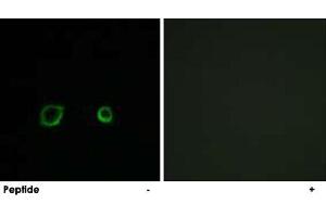 Immunofluorescence analysis of A-549 cells, using CNTN4 polyclonal antibody . (Contactin 4 Antikörper)