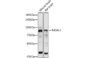 Western blot analysis of extracts of various cell lines, using R antibody (ABIN7269873) at 1:3000 dilution. (RASAL1 Antikörper  (AA 120-340))