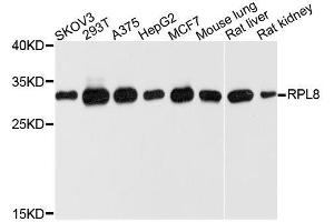 Western blot analysis of extracts of various cell lines, using RPL8 antibody.