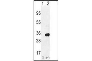 Western blot analysis of RPS6 (arrow) using RPS6 Antibody(Ser240/244) Cat. (RPS6 Antikörper  (AA 227-257))