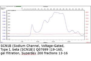 Size-exclusion chromatography-High Pressure Liquid Chromatography (SEC-HPLC) image for Sodium Channel, Voltage-Gated, Type I, beta (SCN1B) (AA 19-160) protein (MBP tag,His tag) (ABIN3076753) (SCN1B Protein (AA 19-160) (MBP tag,His tag))