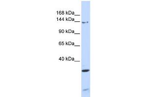 WB Suggested Anti-PIK3R4 Antibody Titration: 0.