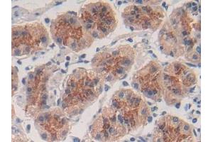 Detection of TGFb3 in Human Stomach Tissue using Polyclonal Antibody to Transforming Growth Factor Beta 3 (TGFb3)