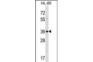 SPOCK3 Antibody (N-term) (ABIN1539316 and ABIN2849364) western blot analysis in HL-60 cell line lysates (35 μg/lane). (SPOCK3 Antikörper  (N-Term))