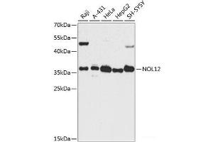Western blot analysis of extracts of various cell lines using NOL12 Polyclonal Antibody at dilution of 1:3000. (NOL12 Antikörper)