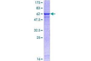 Image no. 1 for Receptor Tyrosine-Protein Kinase ErbB-3 (ERBB3) (AA 21-331) protein (GST tag) (ABIN1353017)