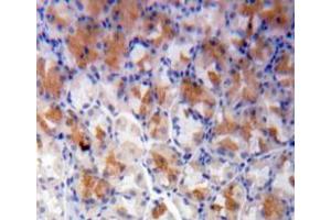 IHC-P analysis of stomach tissue, with DAB staining. (NT5C3 Antikörper  (AA 1-297))