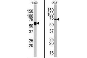 Image no. 1 for anti-Toll-Like Receptor 6 (TLR6) (N-Term) antibody (ABIN357054) (TLR6 Antikörper  (N-Term))