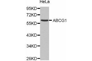 Western Blotting (WB) image for anti-ATP-Binding Cassette, Sub-Family G (WHITE), Member 1 (ABCG1) (AA 1-220) antibody (ABIN1678514)