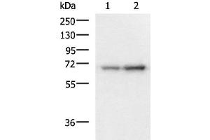 Western blot analysis of 293T and HepG2 cell lysates using PAIP1 Polyclonal Antibody at dilution of 1:1150 (PAIP1 Antikörper)
