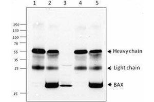 Western Blotting (WB) image for anti-BCL2-Associated X Protein (BAX) antibody (ABIN2666260) (BAX Antikörper)