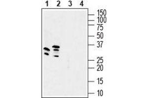 Western blot analysis of mouse brain lysate (lanes 1 and 3) and rat brain membranes (lanes 2 and 4): - 1, 2. (GSG1-Like Antikörper  (C-Term, Intracellular))