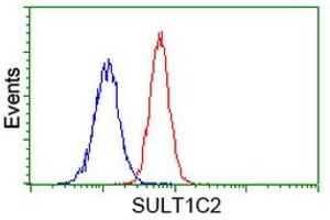 Image no. 3 for anti-Sulfotransferase Family, Cytosolic, 1C, Member 2 (SULT1C2) antibody (ABIN1501231) (SULT1C2 Antikörper)
