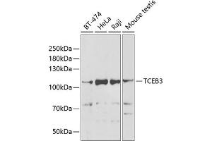 Western blot analysis of extracts of various cell lines, using TCEB3 antibody (ABIN6131620, ABIN6148938, ABIN6148939 and ABIN6222760) at 1:1000 dilution. (TCEB3 Antikörper  (AA 679-798))