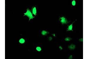 Anti-TAL1 mouse monoclonal antibody (ABIN2455270) immunofluorescent staining of COS7 cells transiently transfected by pCMV6-ENTRY TAL1 (RC222628). (TAL1 Antikörper)