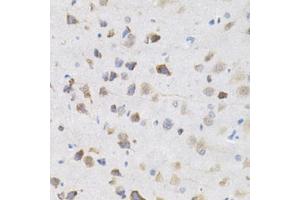 Immunohistochemistry of paraffin-embedded rat brain using KPNA4 Antibody (ABIN5971058) at dilution of 1/200 (40x lens). (KPNA4 Antikörper)