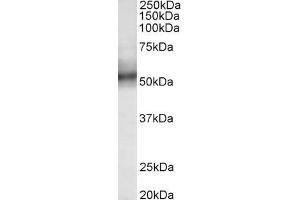 ABIN870699 (0. (TRIM11 Antikörper  (AA 249-263))