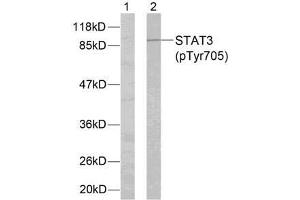 Western blot analysis of extracts from HeLa cells using STAT3 (phospho-Tyr705) antibody (E011045). (STAT3 Antikörper  (pTyr705))