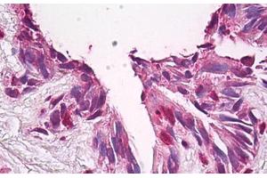 Anti-FUZ / FY antibody IHC staining of human lung. (FUZ Antikörper  (AA 338-355))