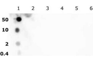 Dot Blot (DB) image for anti-Histone H2B (acLys5) antibody (ABIN2668338)