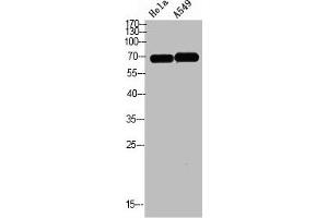 DCT Antikörper  (AA 1268-1341)