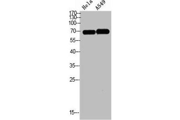 DCT Antikörper  (AA 1268-1341)