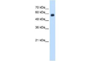 Western Blotting (WB) image for anti-C-Type Lectin Domain Family 4, Member M (CLEC4M) (N-Term) antibody (ABIN630277)