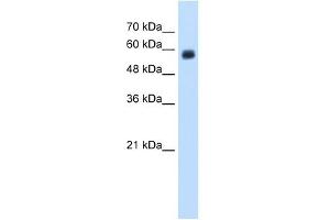 CLEC4M antibody used at 1.