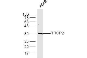 A549 cell lysates probed with Rabbit Anti-TROP2 Polyclonal Antibody, Unconjugated  at 1:500 for 90 min at 37˚C. (TACSTD2 Antikörper  (AA 221-322))
